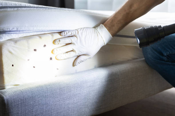 Best Termite Control Services  in Point Of Rocks, MD